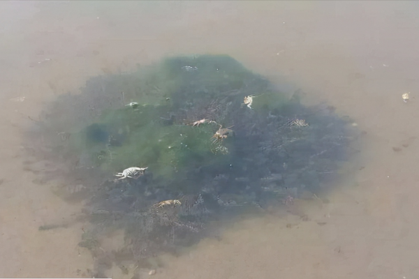 冬天蟹塘有青苔怎麼辦？蟹塘青苔怎麼安全處理？