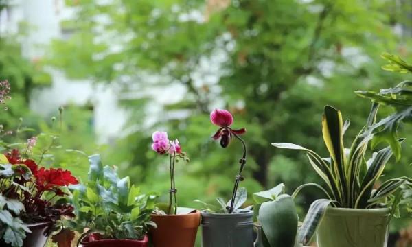 2樓打造12㎡“露臺花園”,一壼茶,一本書,就能坐上一整天 2樓打造12㎡“露臺花園”,一壼茶,一本書,就能坐上一整天