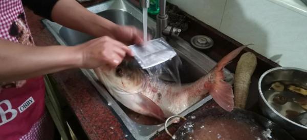 廣西老表釣到8斤大白鰱 喂酒糟的魚塘 今晚有口福了