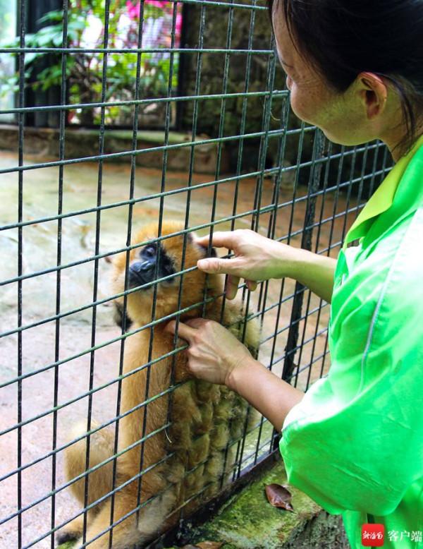 映象海南｜瓊浙喜結良&OpenCurlyDoubleQuote;猿&rdquo;：一對白頰長臂猿在2月14日合籠