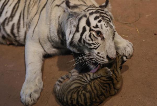 俄羅斯動物園裡的孟加拉虎