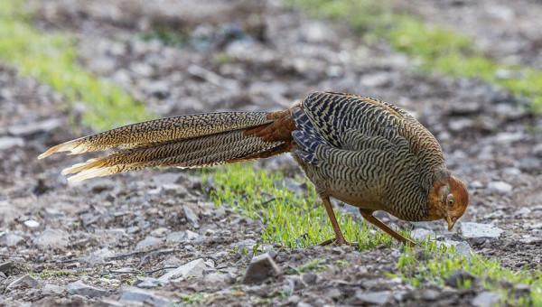 東江攬勝:收集常見鳥類圖譜之陸禽篇,攝鳥人自留地,建議收藏 東江攬勝:收集常見鳥類圖譜之陸禽篇,攝鳥人自留地,建議收藏