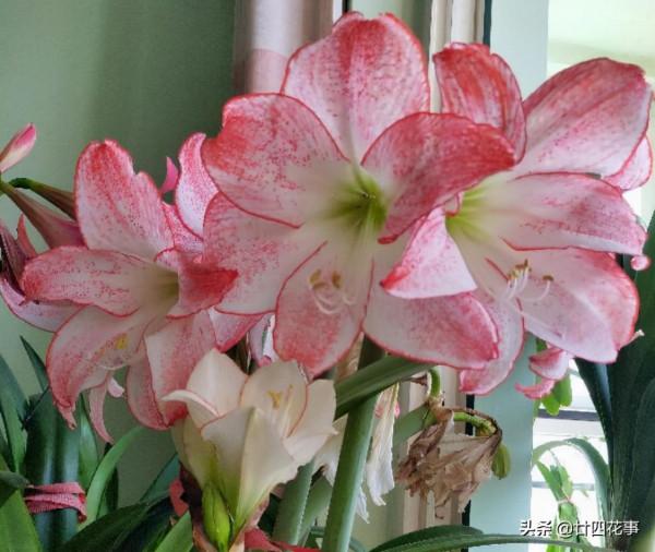 入秋養朱頂紅，5點到位再用個小技巧，開花還是要群朱，你說了算