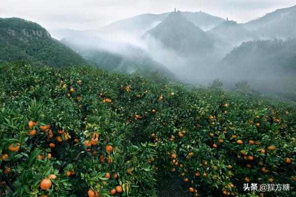 柑橘種植技術｜柑橘一年需要施幾次肥，如何施肥？