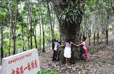 這是外國神樹?看看中國都曾引進過哪些?沒有對比就沒有傷害 這是外國神樹?看看中國都曾引進過哪些?沒有對比就沒有傷害