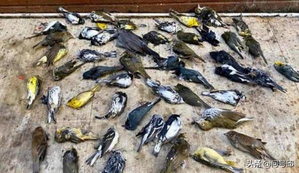 世貿中心出現鳥類“集體自殺”場面，當天300只鳥撞向大廈玻璃牆