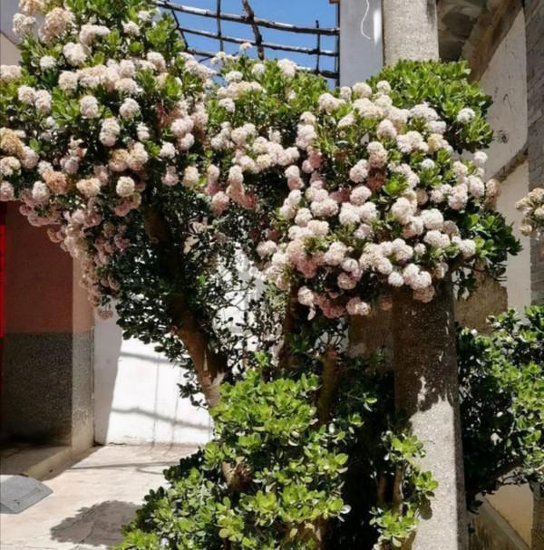 人養花,花亦養人!家居盆花20種,漂亮又實用,總有一款你喜歡 人養花,花亦養人!家居盆花20種,漂亮又實用,總有一款你喜歡