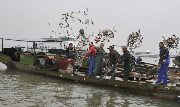 入侵黑鱸長到10公斤！日本&OpenCurlyDoubleQuote;狠治&rdquo;琵琶湖，治水42年難除隱患？