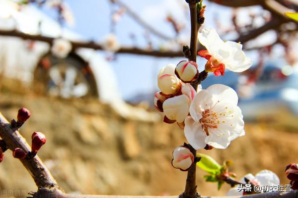 紅梅古詩八首：一種梅生禪老家，絕勝尋常桃杏花
