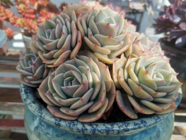 雞肋一樣的多肉