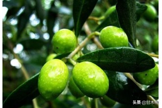 帶你回味童年吃過的46種野果子，記憶中的味道你還記得嗎？