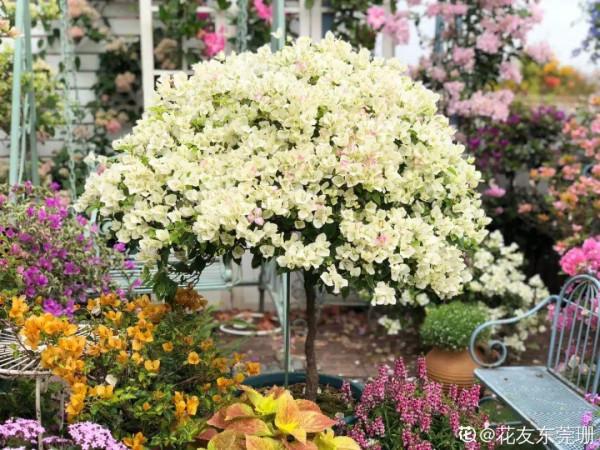 三伏天養花，澆水太難了，學好竅門是關鍵