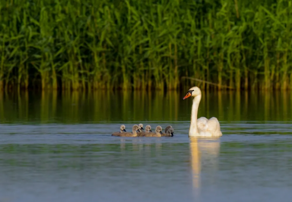 《鄂爾多斯鳥類》鳥種選登-疣鼻天鵝 《鄂爾多斯鳥類》鳥種選登-疣鼻天鵝