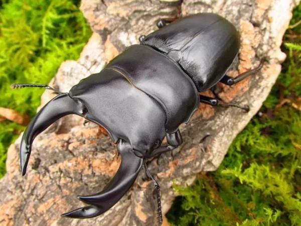 小時候抓過的舉個手,滿滿的都是回憶 小時候抓過的舉個手,滿滿的都是回憶