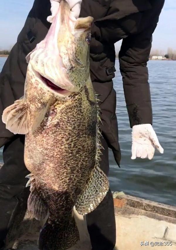 廣東一男子在東江野釣遇大貨，20多斤重嘴巴拳頭大，網友：罕見