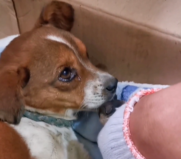 山東：草垛產子的流浪狗，不停舔著剛出生就死去的小狗，默默流淚