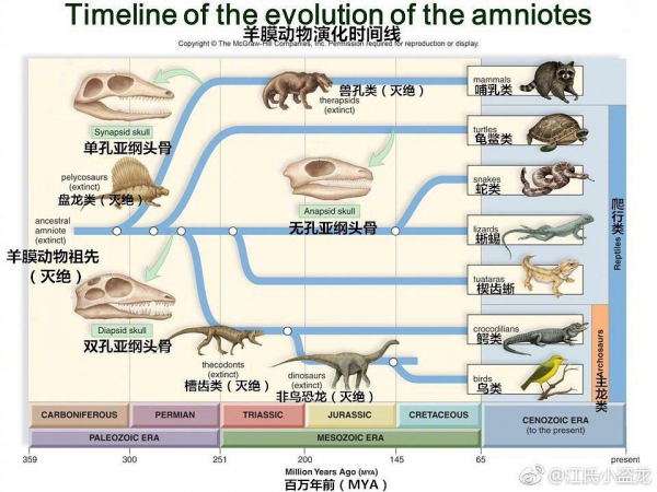 科學家：人都是從魚進化而來的，魚究竟是如何進化成人類的呢？