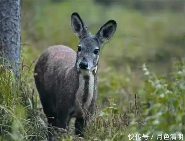 祁連山，野生動物復興的淨土，雪豹、棕熊、野犛牛等珍稀動物出現