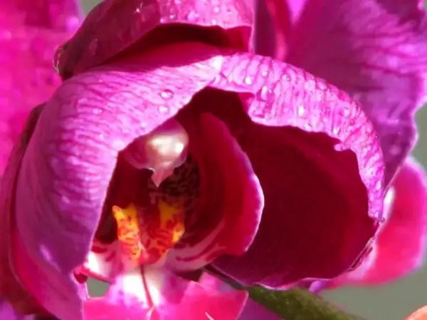 又是甜味瀰漫的一天