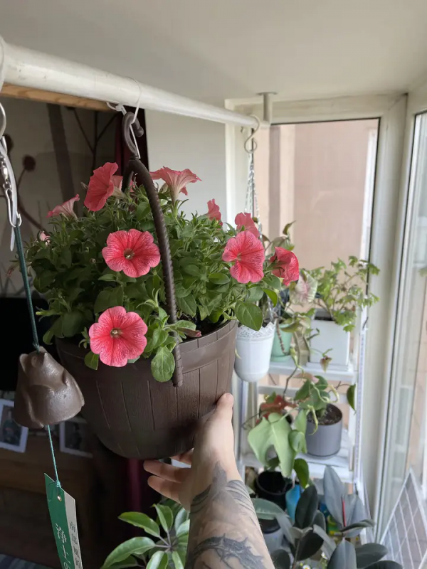 家裡有片雨林是什麼樣的體驗？帶你走進我的室內花園