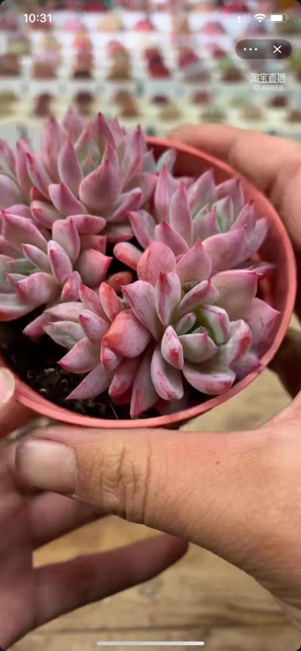 看了就想養的多肉啊