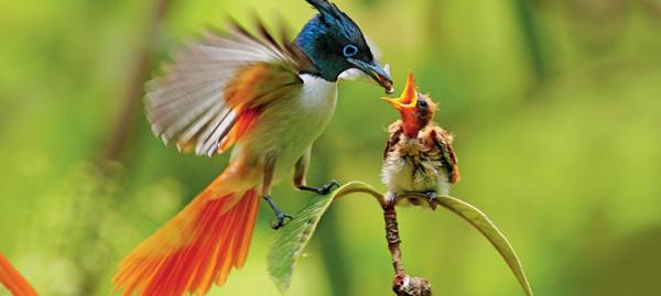 鳥兒很努力才長成五顏六色的樣子 鳥兒很努力才長成五顏六色的樣子