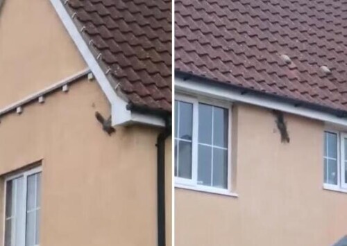 松鼠似“蜘蛛俠”沿著房屋外牆隨意攀爬