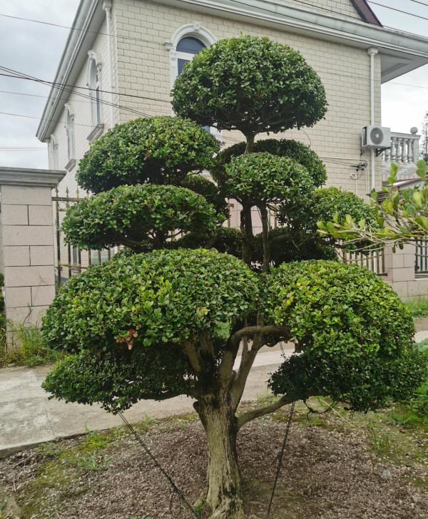 豪宅的標配“黃楊樹” 豪宅的標配“黃楊樹”