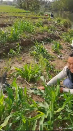 捕魚達人!廣東一男子釣魚釣出鱷魚 捕魚達人!廣東一男子釣魚釣出鱷魚