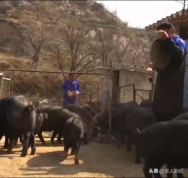 河北大哥創業養黑豬，逆境中“巧”翻身，一年收入達900多萬元
