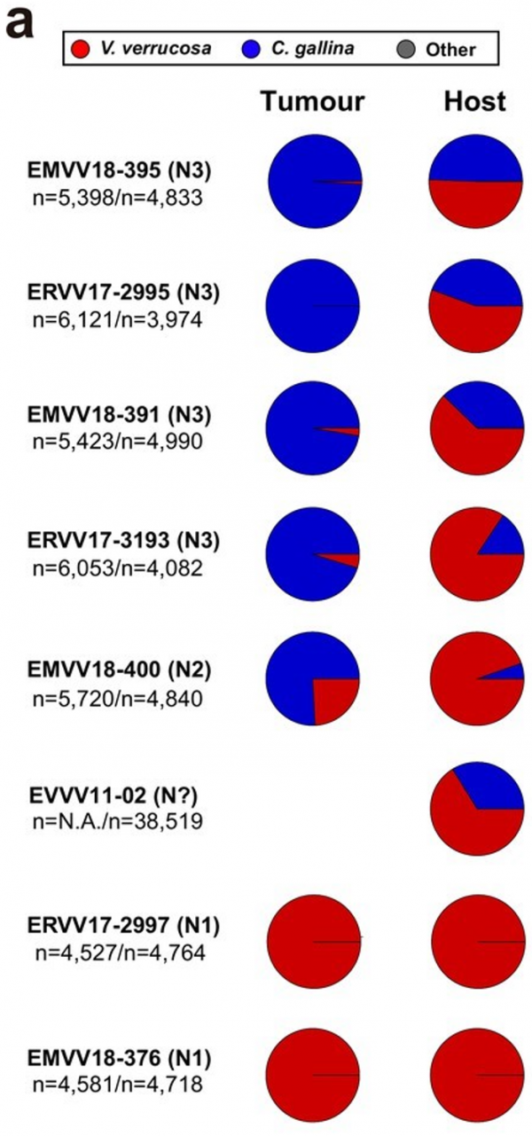 癌症，有時也可以傳染