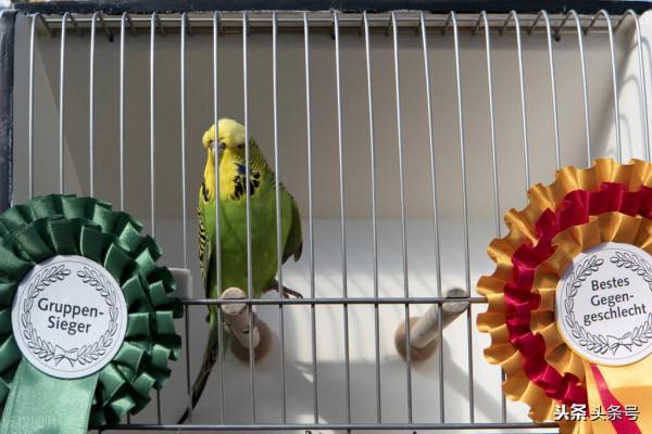 新手如何養好虎皮鸚鵡