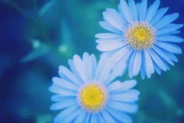 欲彰其能，愈顯其拙&mdash;&mdash;評瀚海封狼之&OpenCurlyDoubleQuote;毒舌點評&rdquo;