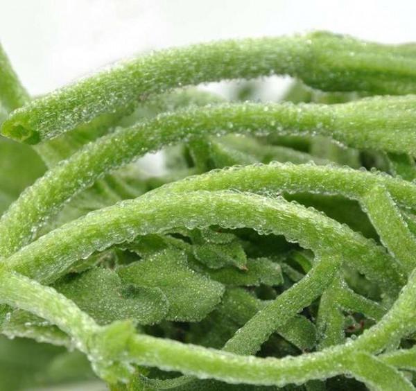 誓顏永恆：堅持吃3種食物，美白護膚、滋潤身體，早吃早好