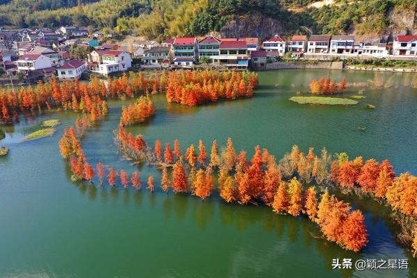 寧波13處紅杉林交通攻略,文明出行,風景更美好 寧波13處紅杉林交通攻略,文明出行,風景更美好