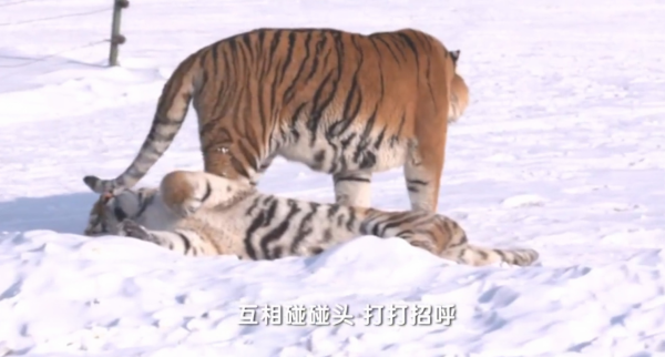 野生動物專家劉丹野化訓練東北虎，訓練虎崽，讓東北虎重返山林