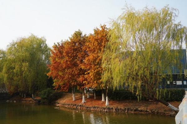 一起到趙巷的公園裡偷得浮生半日閒吧