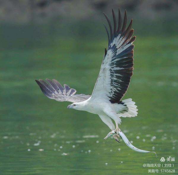 鳥類空中的戰鬥機&mdash;&mdash;白腹海雕