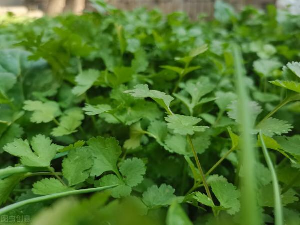 小蘇打兌水澆灌大棚蔬菜有什麼用?兌水比例多少合適?值得一看 小蘇打兌水澆灌大棚蔬菜有什麼用?兌水比例多少合適?值得一看