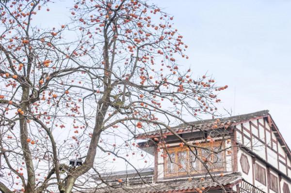 街子 一棵樹撐起了一個古鎮的初冬