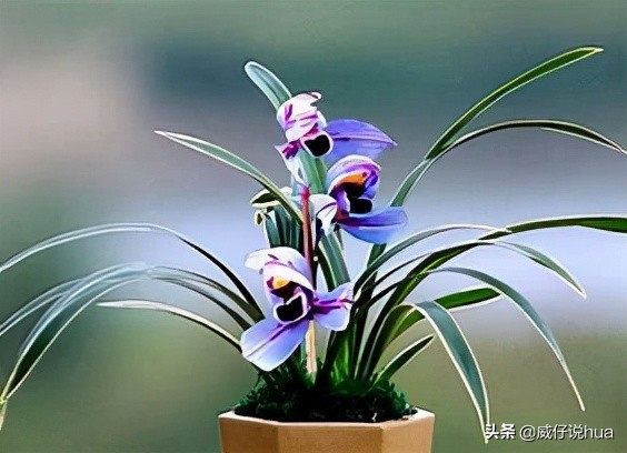 紫月荷蘭花!蘭花裡的新品種,花色罕見,浪漫、溫馨、仙氣十足 紫月荷蘭花!蘭花裡的新品種,花色罕見,浪漫、溫馨、仙氣十足