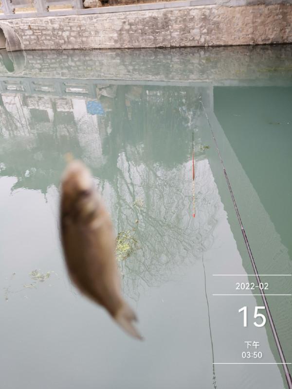 不畏嚴寒與我共度佳節，元宵節團團圓圓
