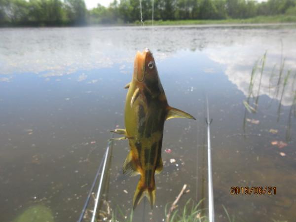 50多年的釣魚史教會我,小鉤簡餌也能釣到大魚 50多年的釣魚史教會我,小鉤簡餌也能釣到大魚