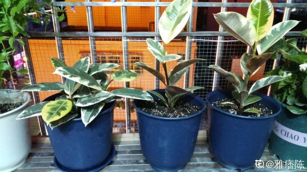 綠蘿都過時了,6種彩色葉子花,隨便一棵都美成油畫 綠蘿都過時了,6種彩色葉子花,隨便一棵都美成油畫