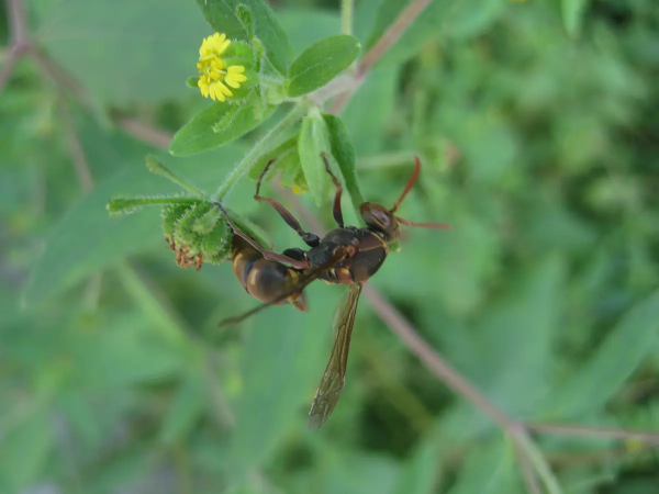 有罕見物種,福建膜翅目昆蟲生態攝影展,共計22種 有罕見物種,福建膜翅目昆蟲生態攝影展,共計22種