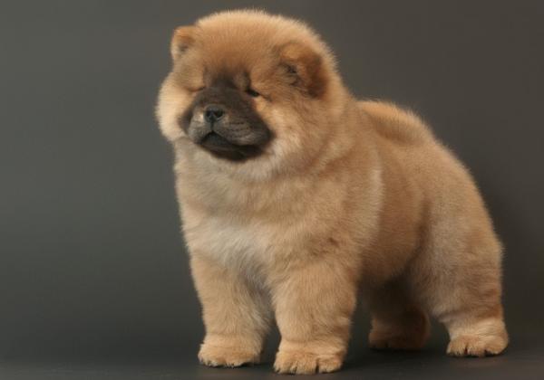 不養一隻鬆獅,你都不知道它有這麼多“缺點” 不養一隻鬆獅,你都不知道它有這麼多“缺點”