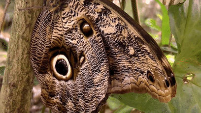 我把“最神奇蝴蝶”這一票投給了它