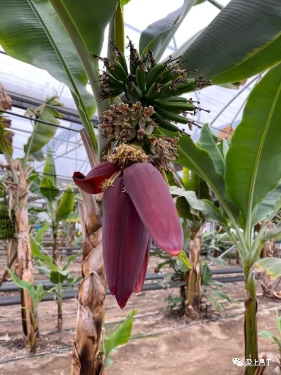 打卡新去處！京北這個超大的農業科普館，豐富有趣活動來襲~