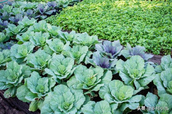 蔬菜招蟲只知道噴農藥？這4種農家老辦法，效果比藥強