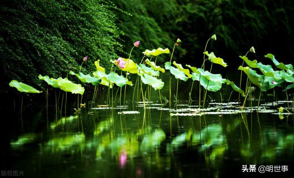 圓明園的賞荷盛地：濂溪樂處